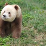 Panda Qinling: Keajaiban Alam yang Terancam Punah