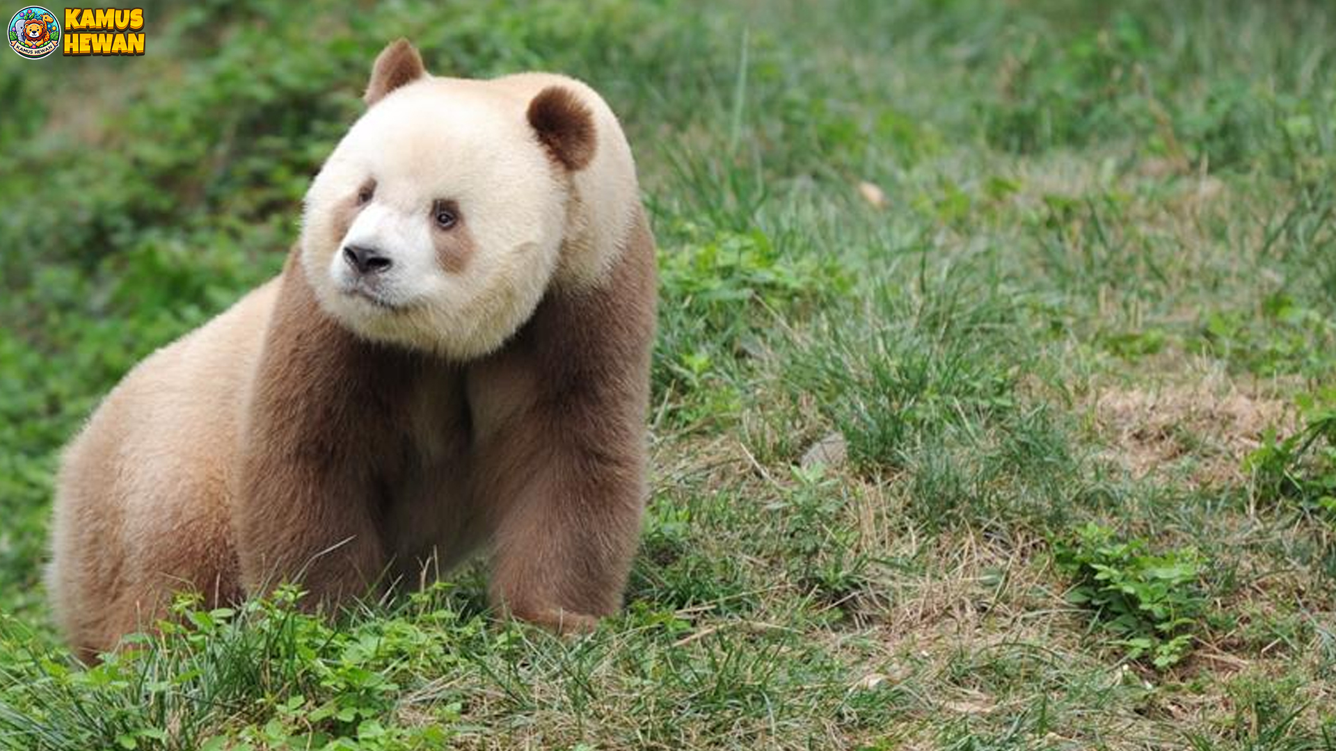 Panda Qinling: Keajaiban Alam yang Terancam Punah