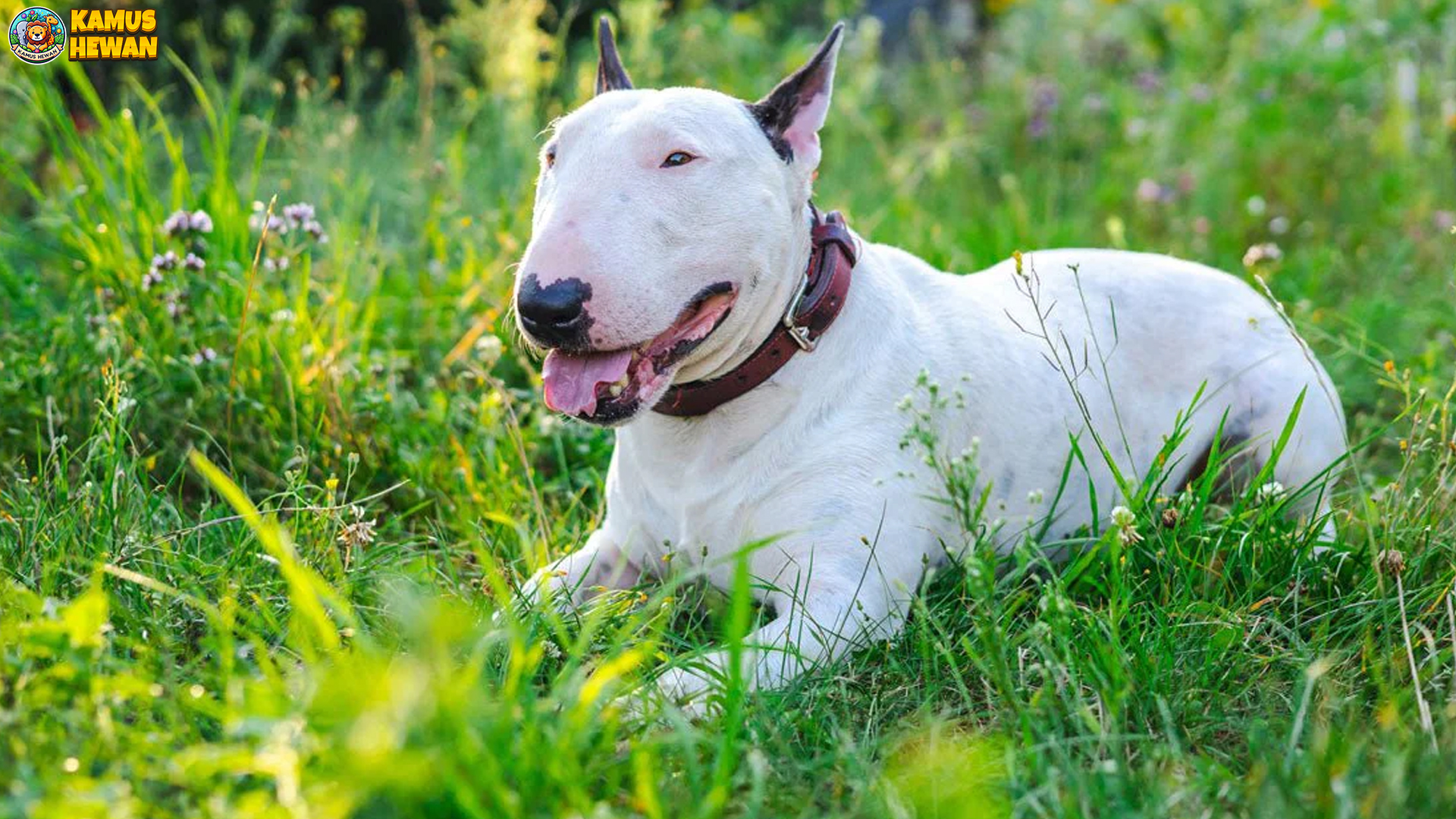 Keunikan Fisik Bull Terrier yang Membuatnya Mudah Dikenali