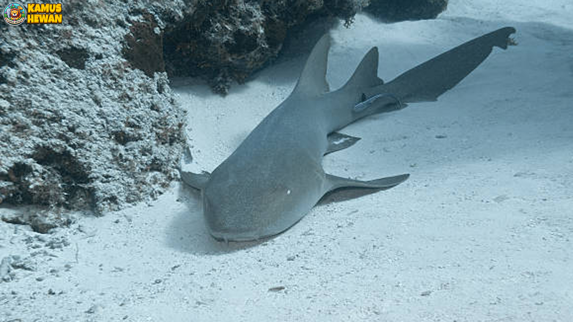 Hiu Perawat, Predator yang Justru Jadi Penyembuh Laut