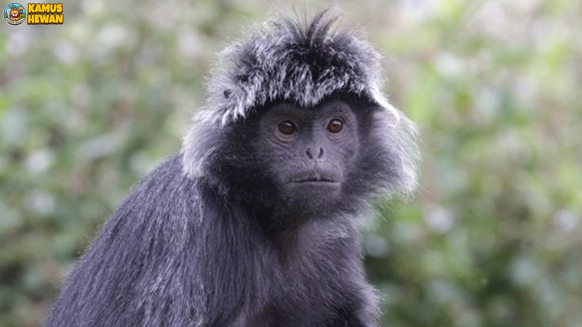 Lutung dan Cara Uniknya Menyesuaikan Diri dengan Alam
