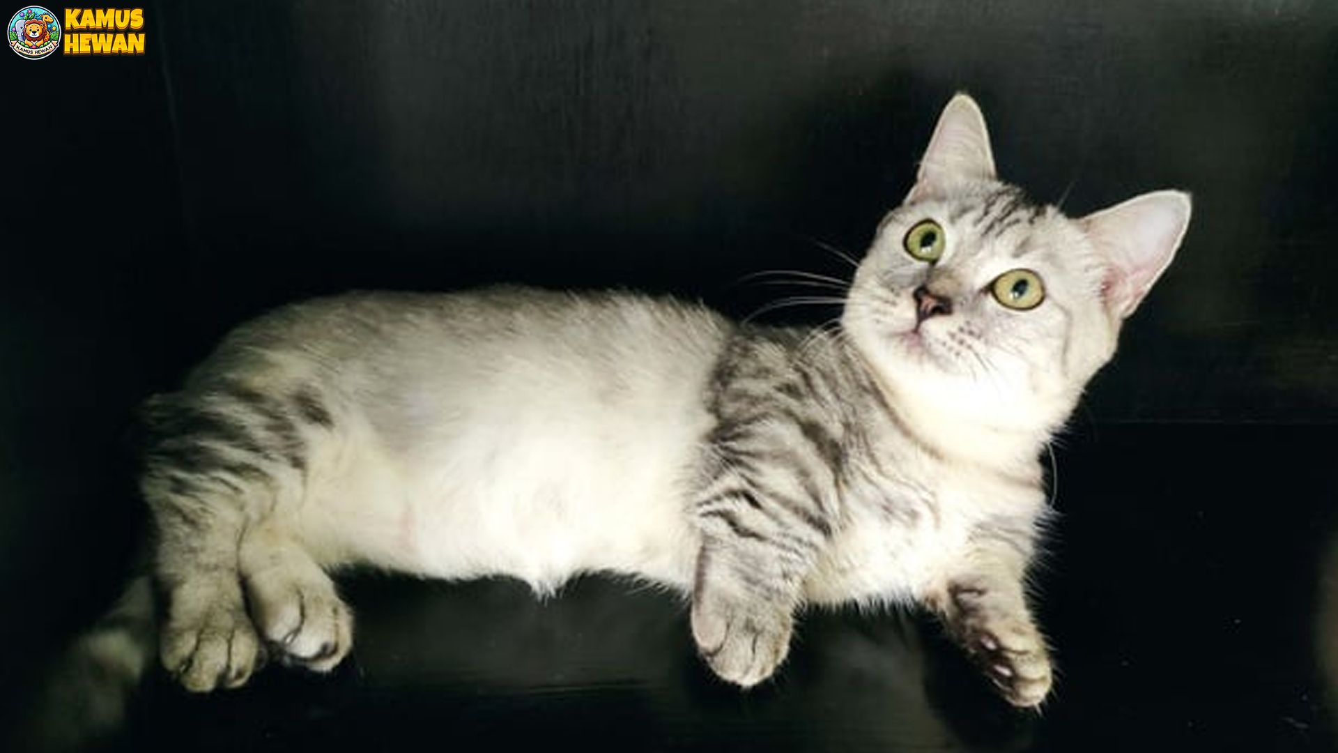 Kucing Munchkin: Si Pendek Menggemaskan yang Penuh Gaya