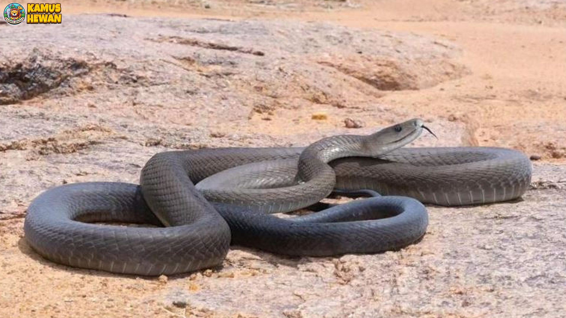 Rahasia Mamba Hitam: Ular Lincah dengan Bisa Mematikan