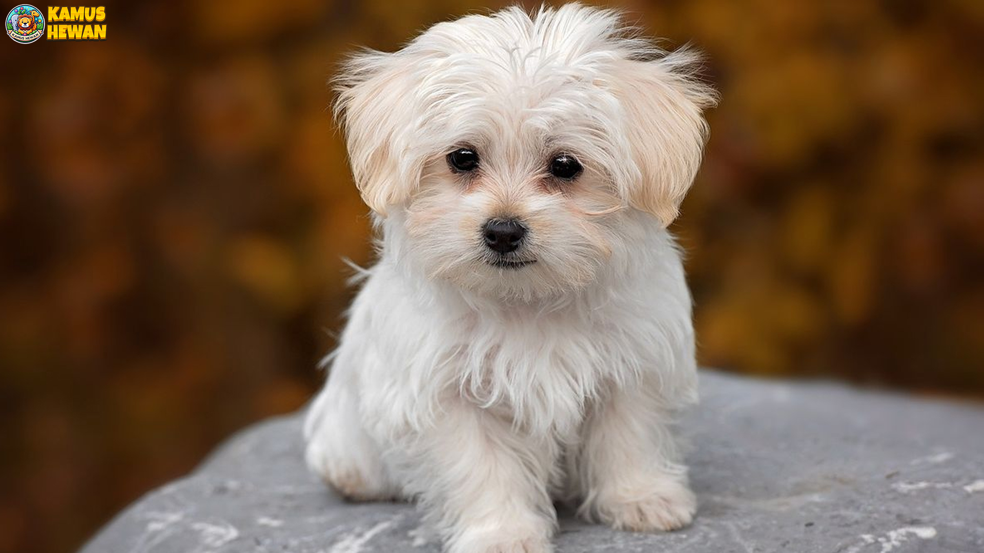 Mengulik Sisi Lucu dan Menggemaskan dari Anjing Maltese