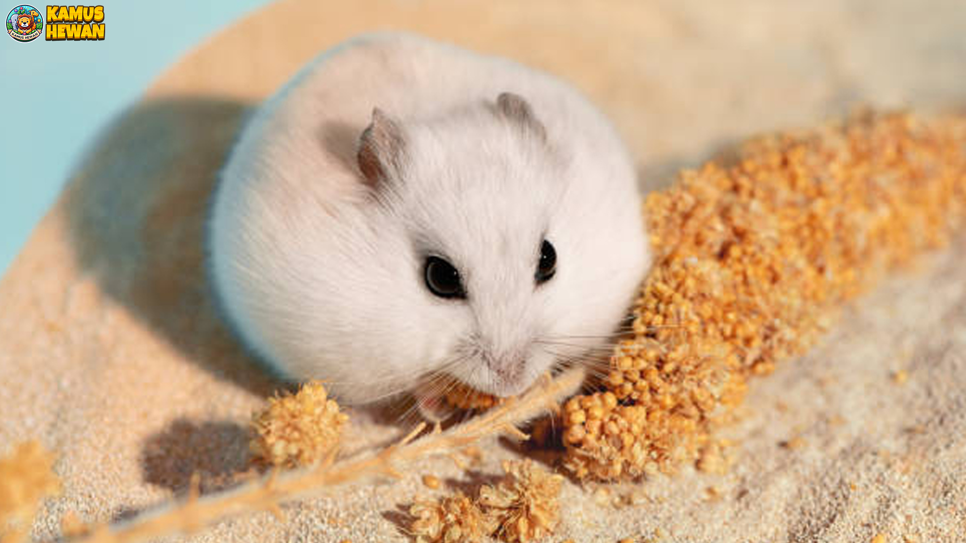 Mengenal Hamster Kerdil Putih Rusia: Si Mini Berbulu Salju 1 Mengenal Hamster Kerdil Putih Rusia: Si Mini Berbulu Salju