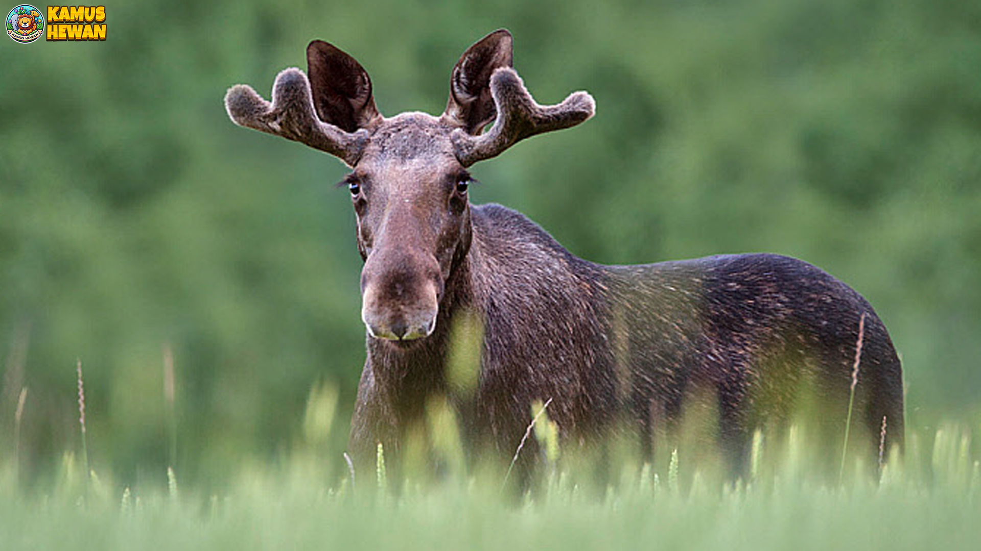 Alces: Raksasa Hutan Sunyi yang Diam Tapi Menggentarkan