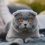 Mengenal Scottish Fold: Kucing Unik dengan Telinga Terlipat