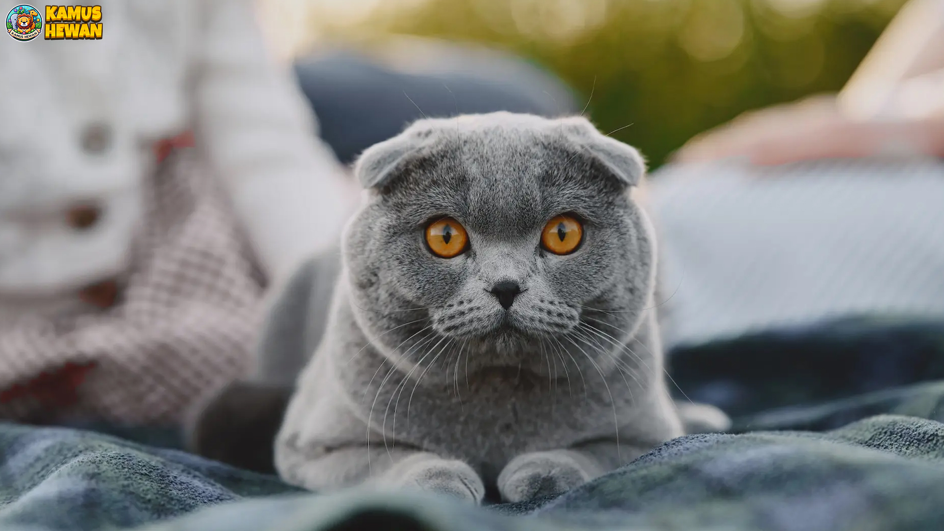 Mengenal Scottish Fold: Kucing Unik dengan Telinga Terlipat