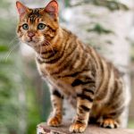 Toyger: Kucing Eksotis dengan Keindahan dan Karakter Unik