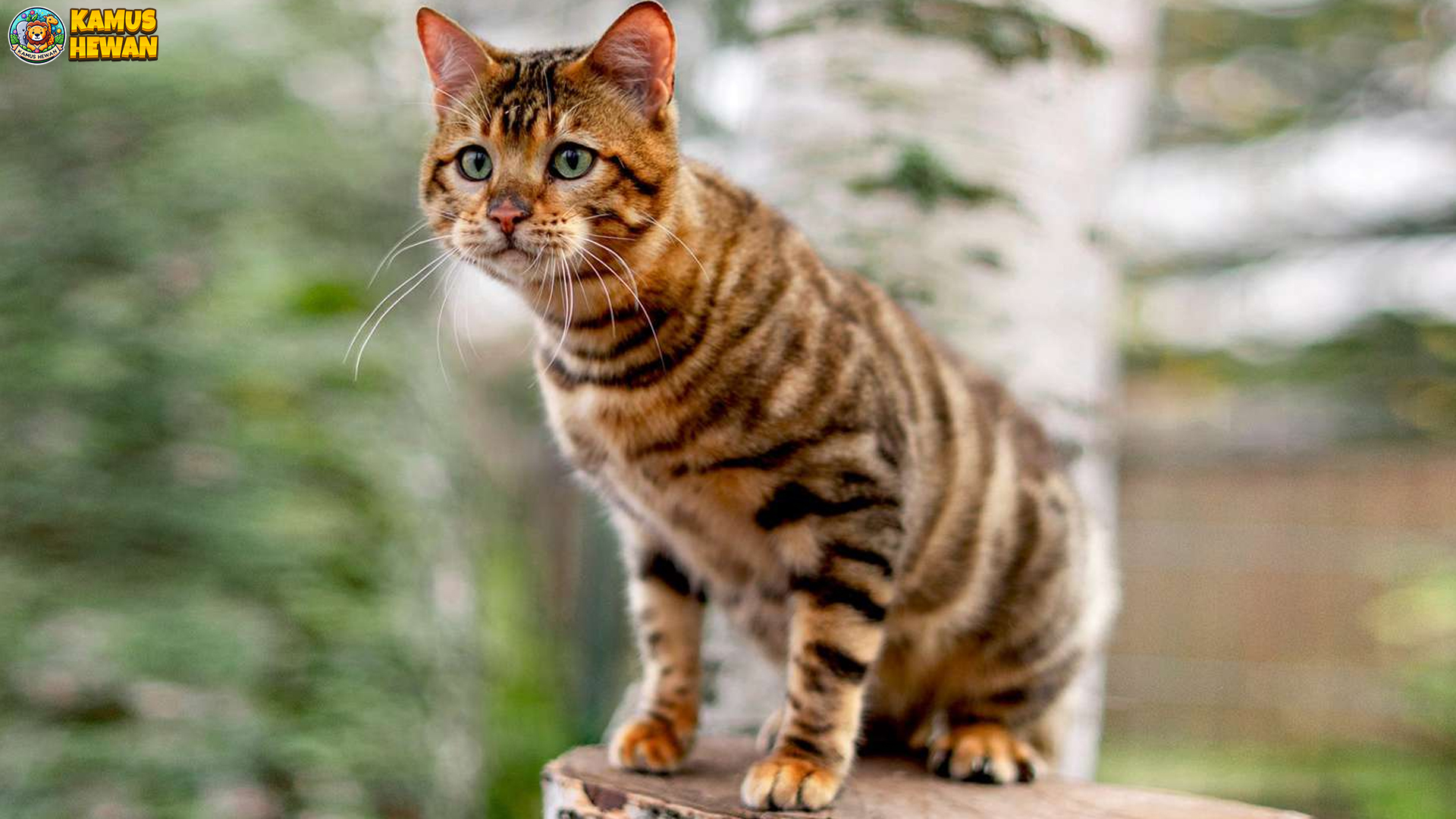 Toyger: Kucing Eksotis dengan Keindahan dan Karakter Unik