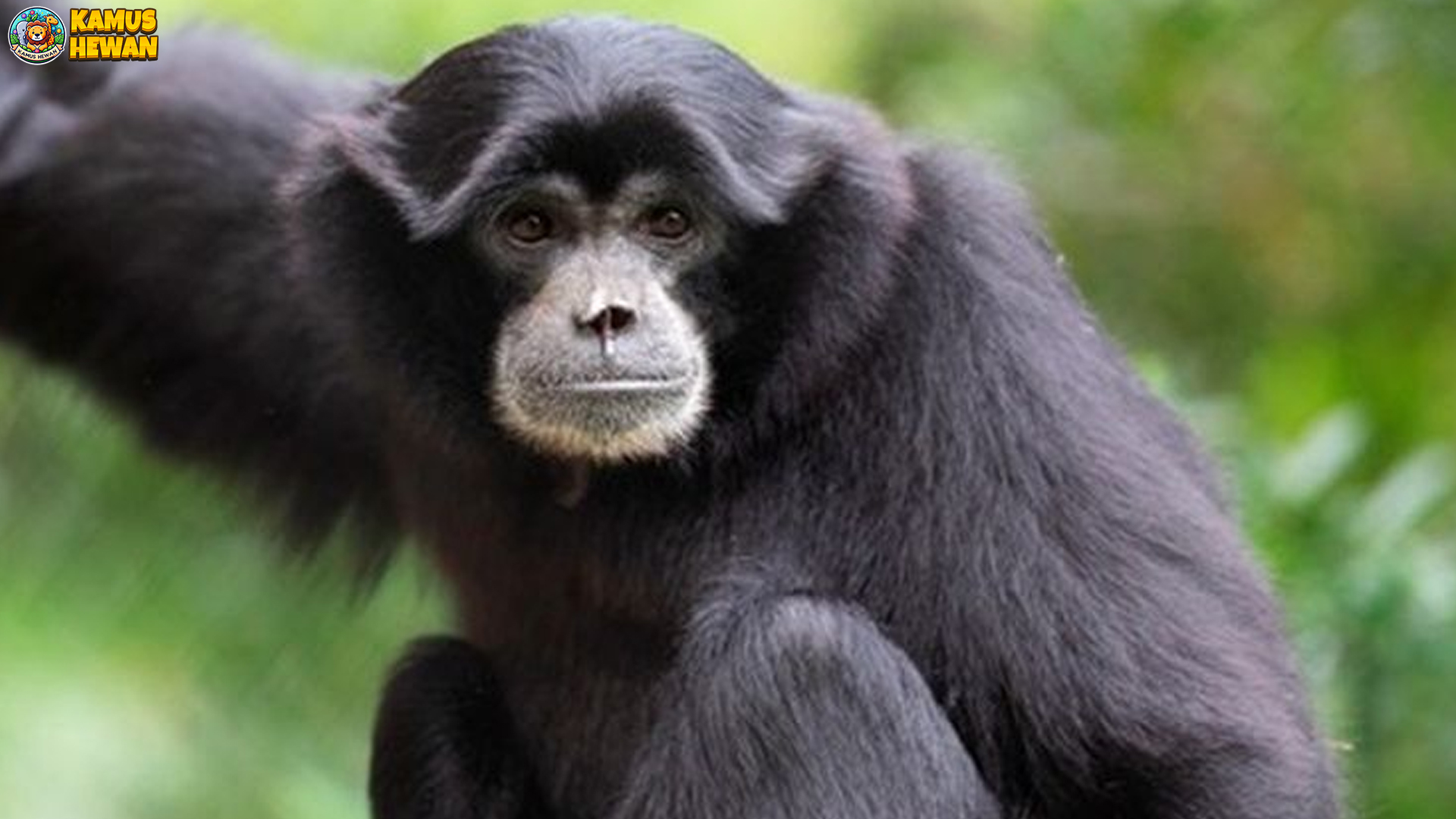 Siamang: Primata Unik dengan Suara yang Menyentuh Langit
