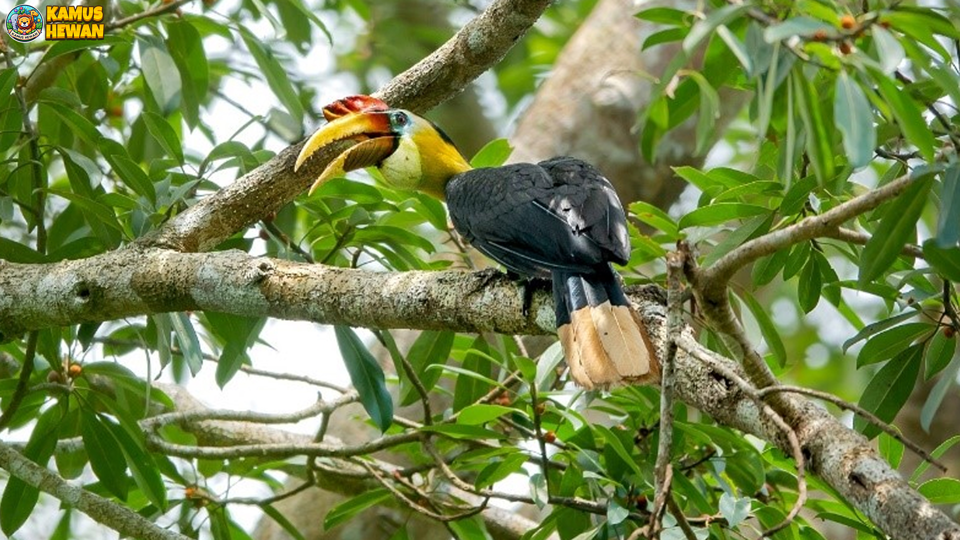 Julang Jambul Hitam: Bukan Sekadar Burung, Tapi Maestro Alam