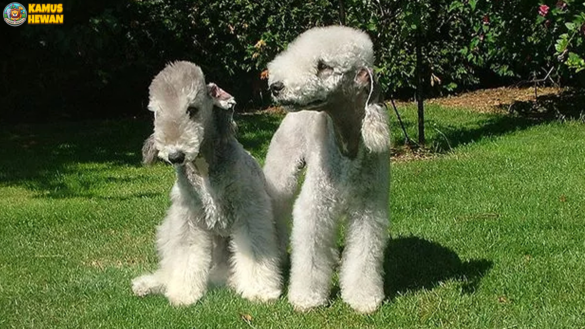Bedlington Terrier: Si Anjing Berwajah Unik dan Karakter Kuat