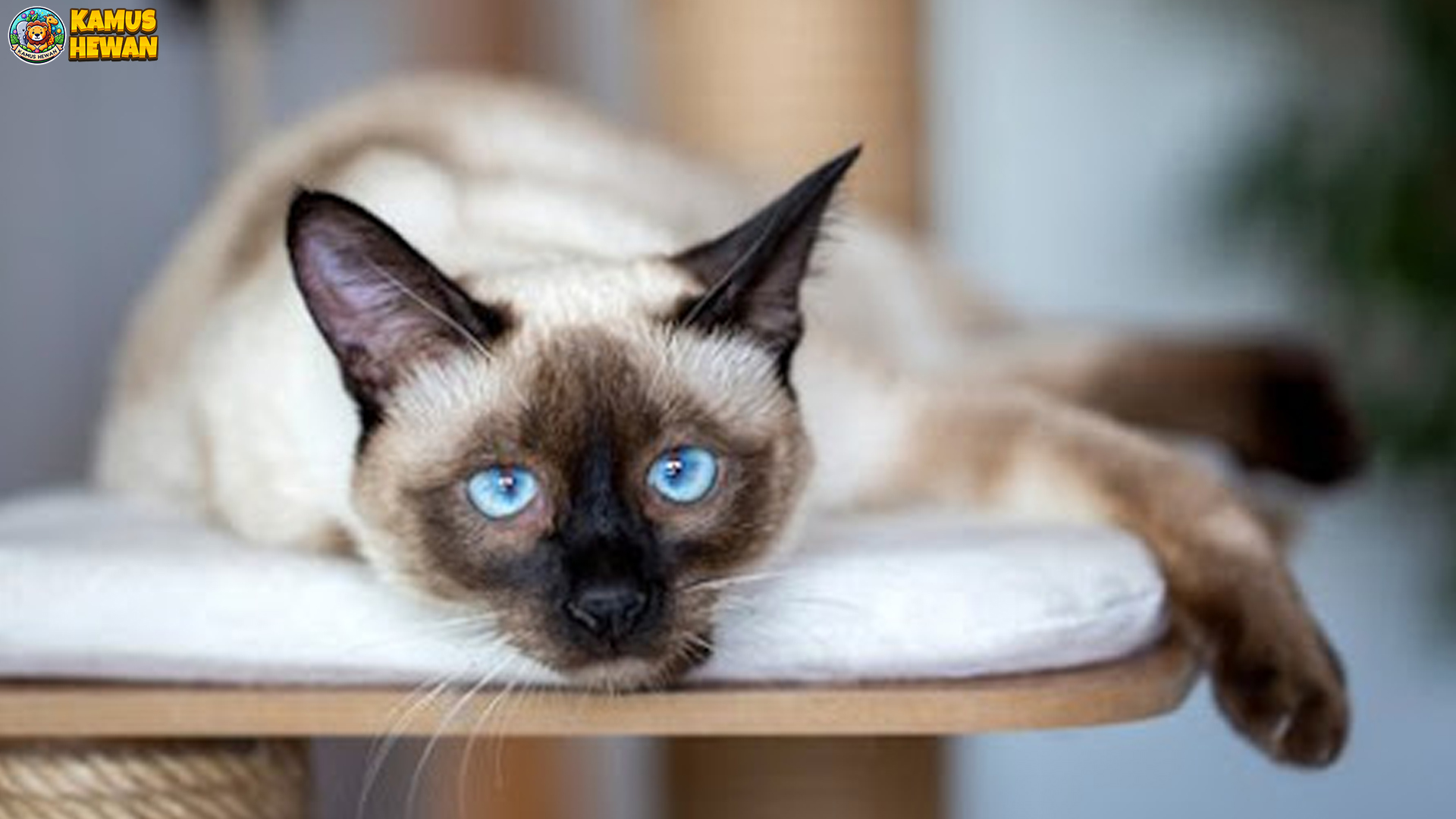 Mengenal Kucing Himalaya, Si Cantik dengan Aura Eksotis