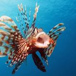 Ikan Lepu, Si Raja Kamuflase dengan Racun Super Cepat