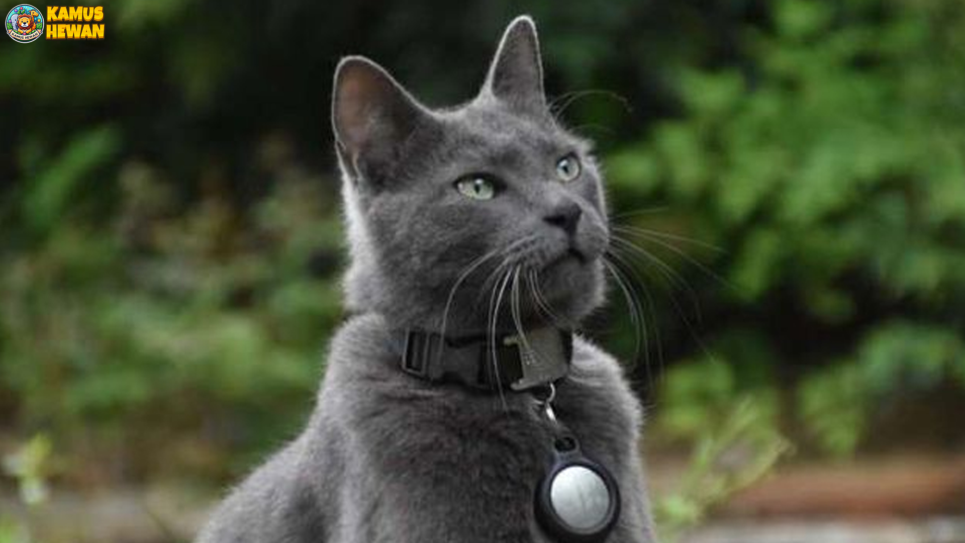 Elegan, Eksklusif, dan Bikin Gemas: Itulah Kucing Russian Blue