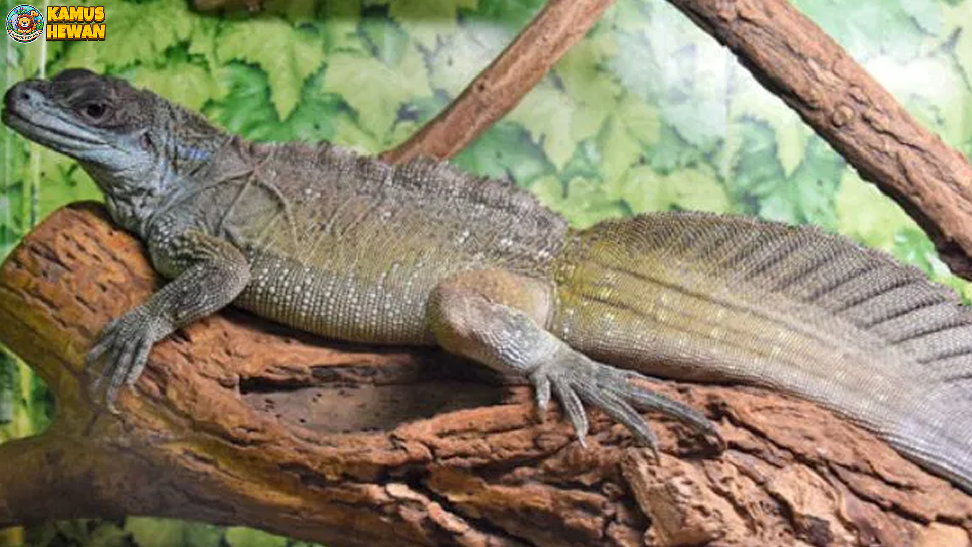 Mengenal Soa-Soa Ambon, Reptil Unik dari Kepulauan Maluku