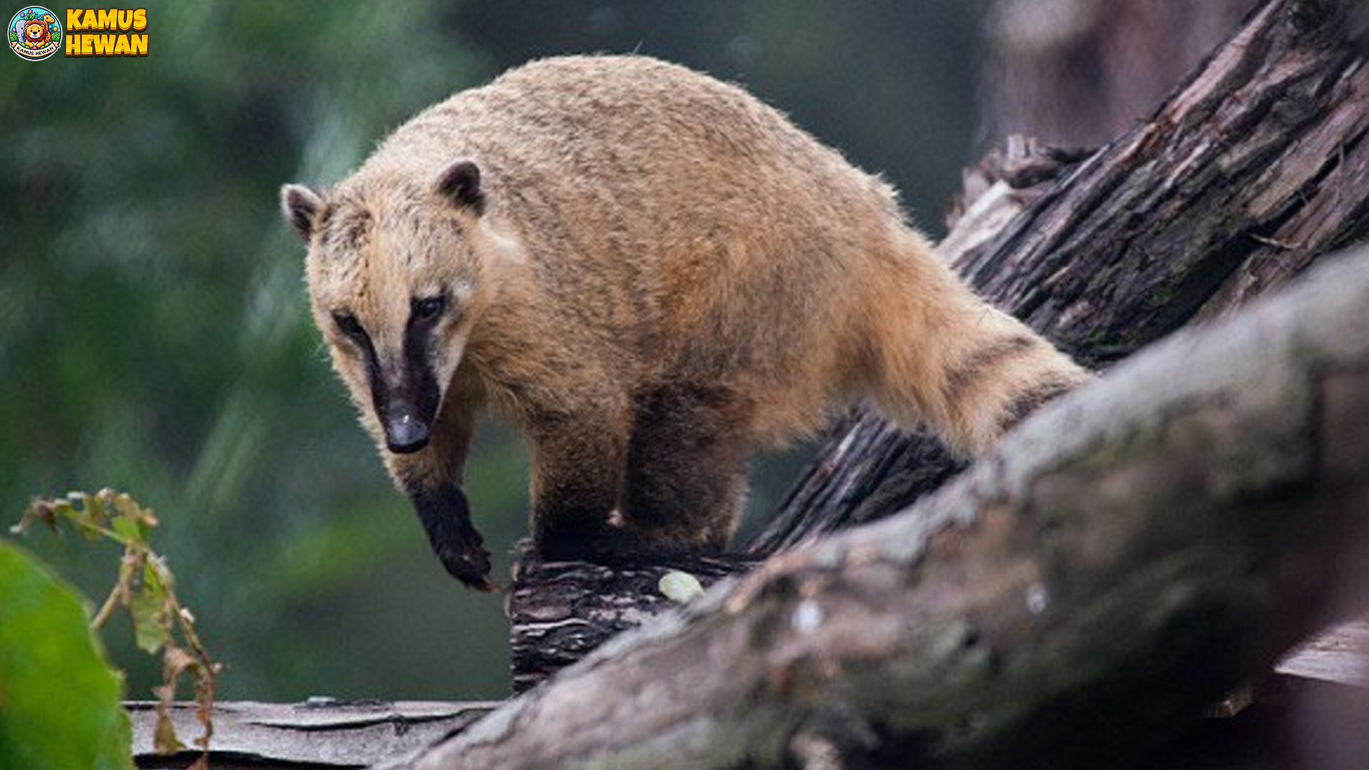 Dari Kebiasaan Hingga Habitat, Fakta Menarik Tentang Nasua