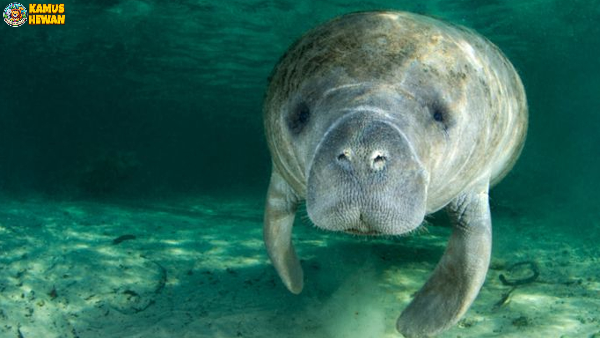 Si Lembut dari Laut: Fakta Menarik tentang Lembu Laut