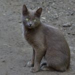 Korat, Kucing Misterius dengan Mata Hijau yang Memikat