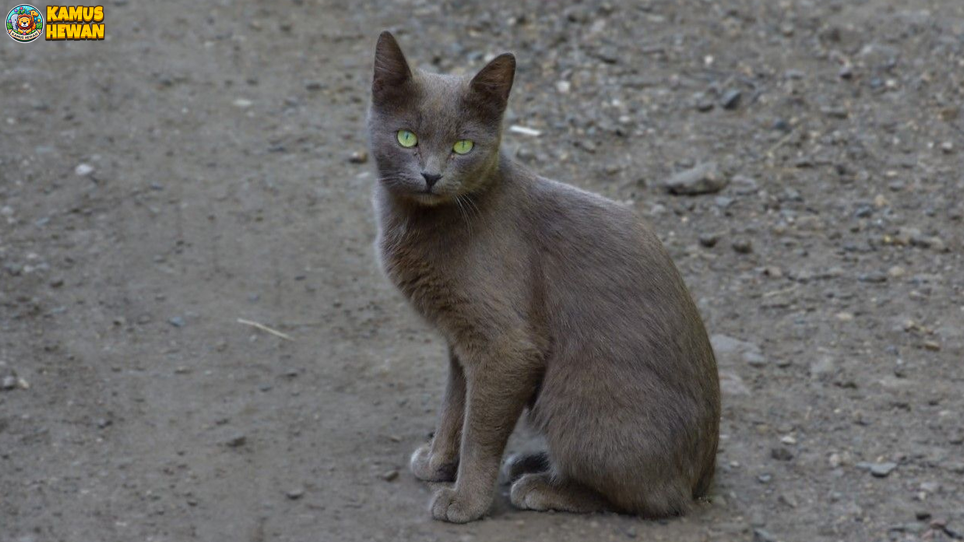 Korat, Kucing Misterius dengan Mata Hijau yang Memikat