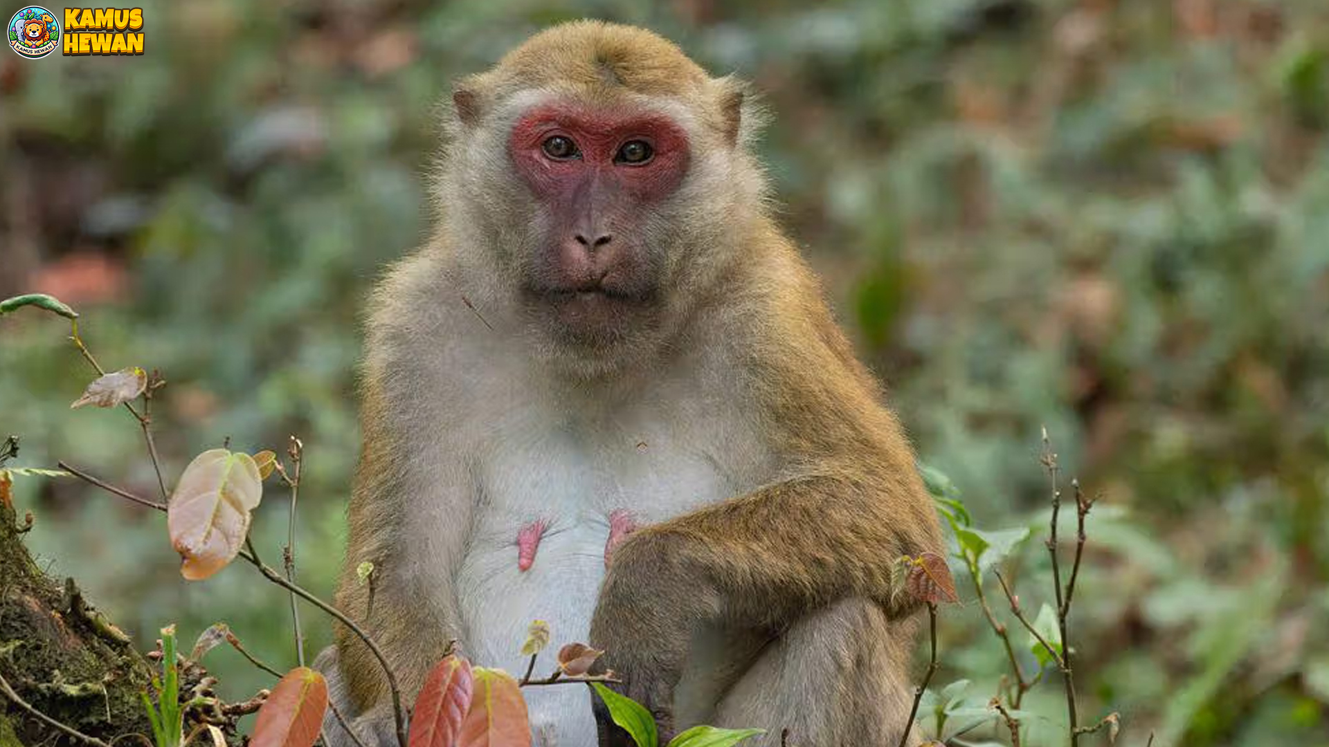 Keistimewaan Makaka yang Jarang Diketahui Banyak Orang