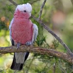 Mengenal Kakatua Galah, Burung Pintar yang Bikin Gemas