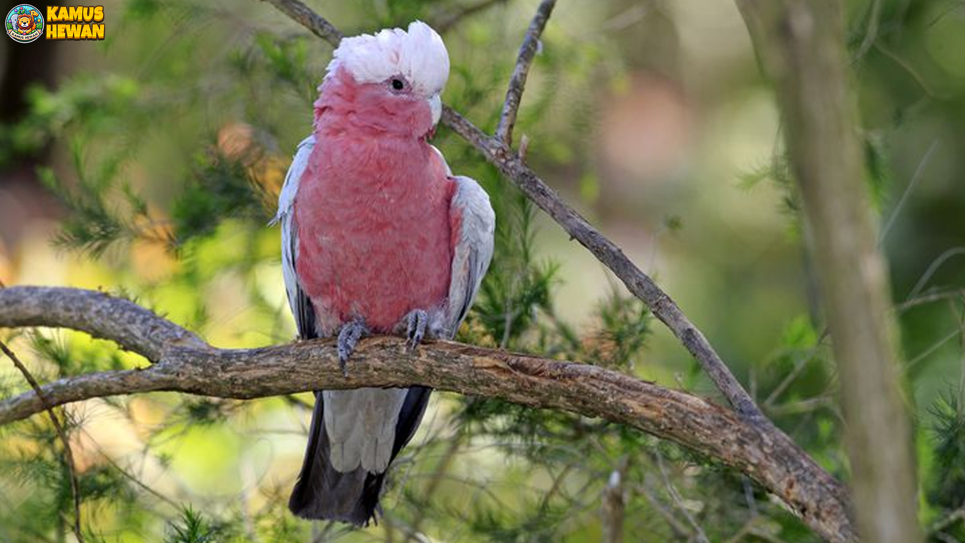 Mengenal Kakatua Galah, Burung Pintar yang Bikin Gemas