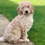 Labradoodle: Si Anjing Pintar dan Ramah yang Bikin Hati Meleleh