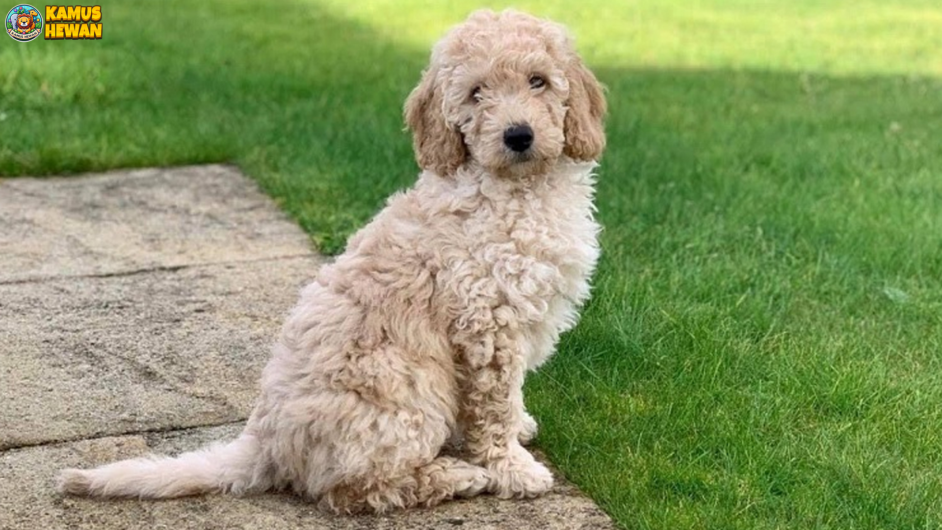 Labradoodle: Si Anjing Pintar dan Ramah yang Bikin Hati Meleleh