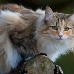 Pesona Kucing Hutan Norwegia yang Memikat Hati Pecinta Kucing