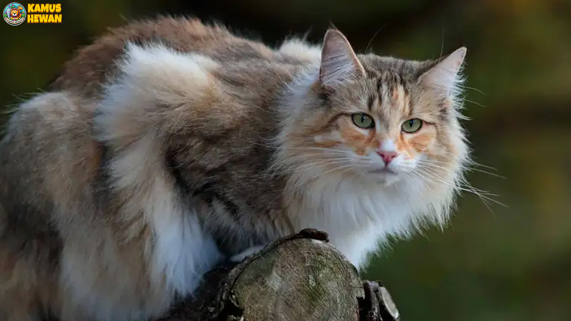 Pesona Kucing Hutan Norwegia yang Memikat Hati Pecinta Kucing