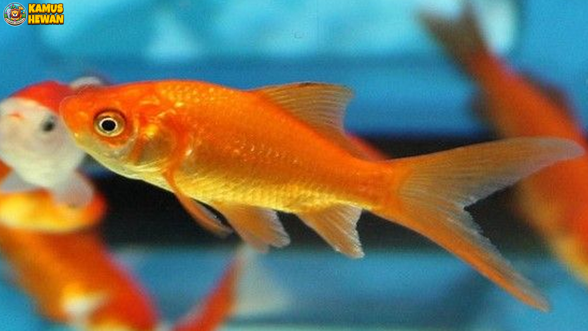 Ikan Komet: Si Pesona Ekor Indah yang Bikin Terpana Hati