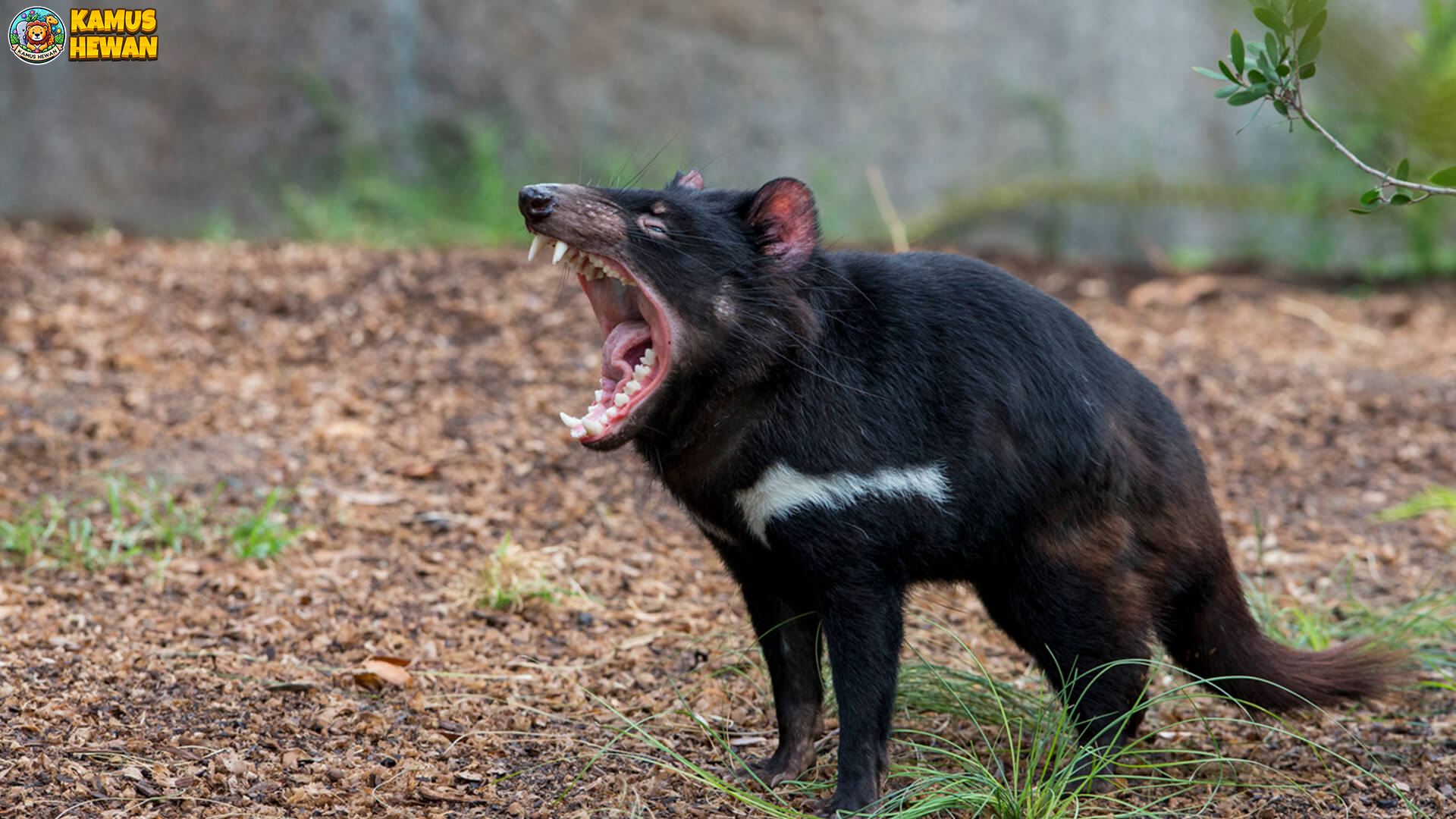 Mengenal Tasmanian Devil: Hewan Kecil Bersuara Menggema