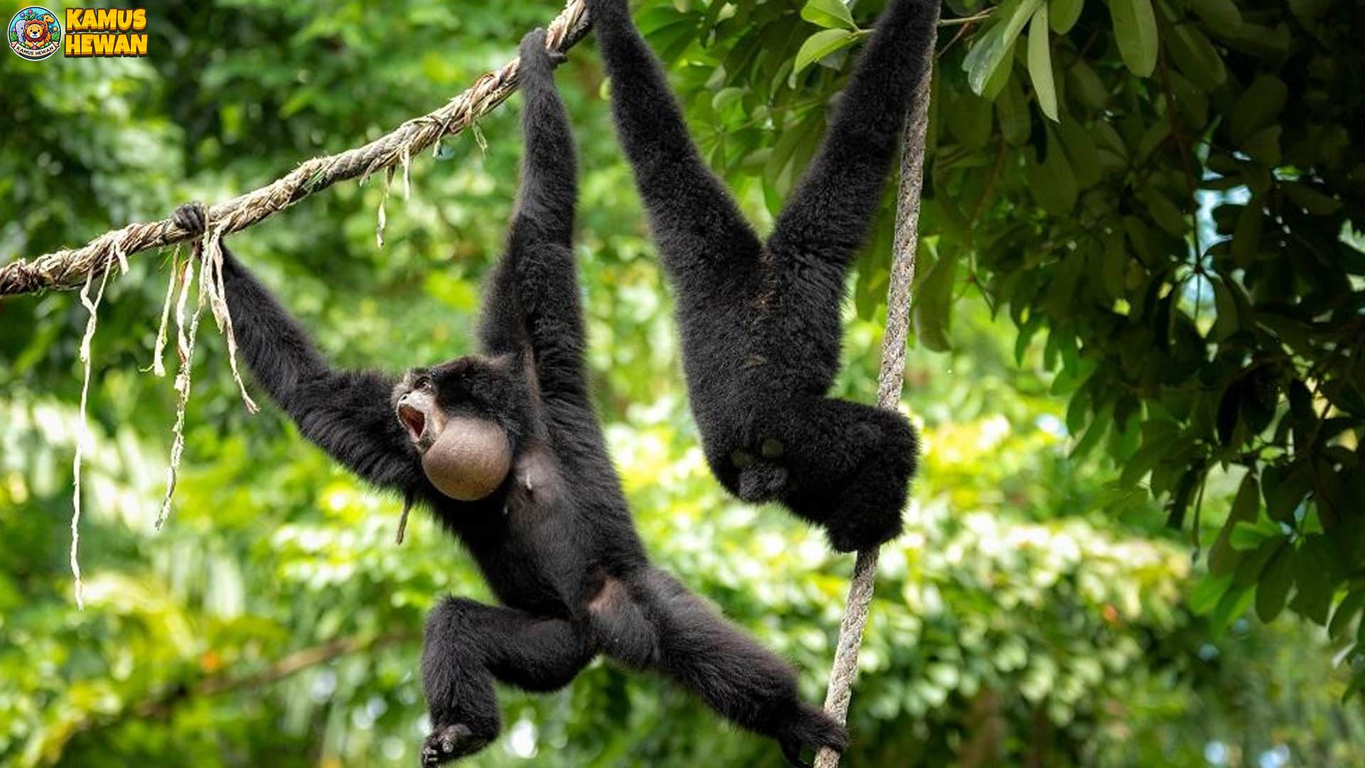 Siamang: Primata Unik dengan Suara yang Menyentuh Langit