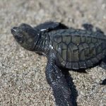 Mengenal Penyu Lekang, Sang Penjaga Samudra Tropis