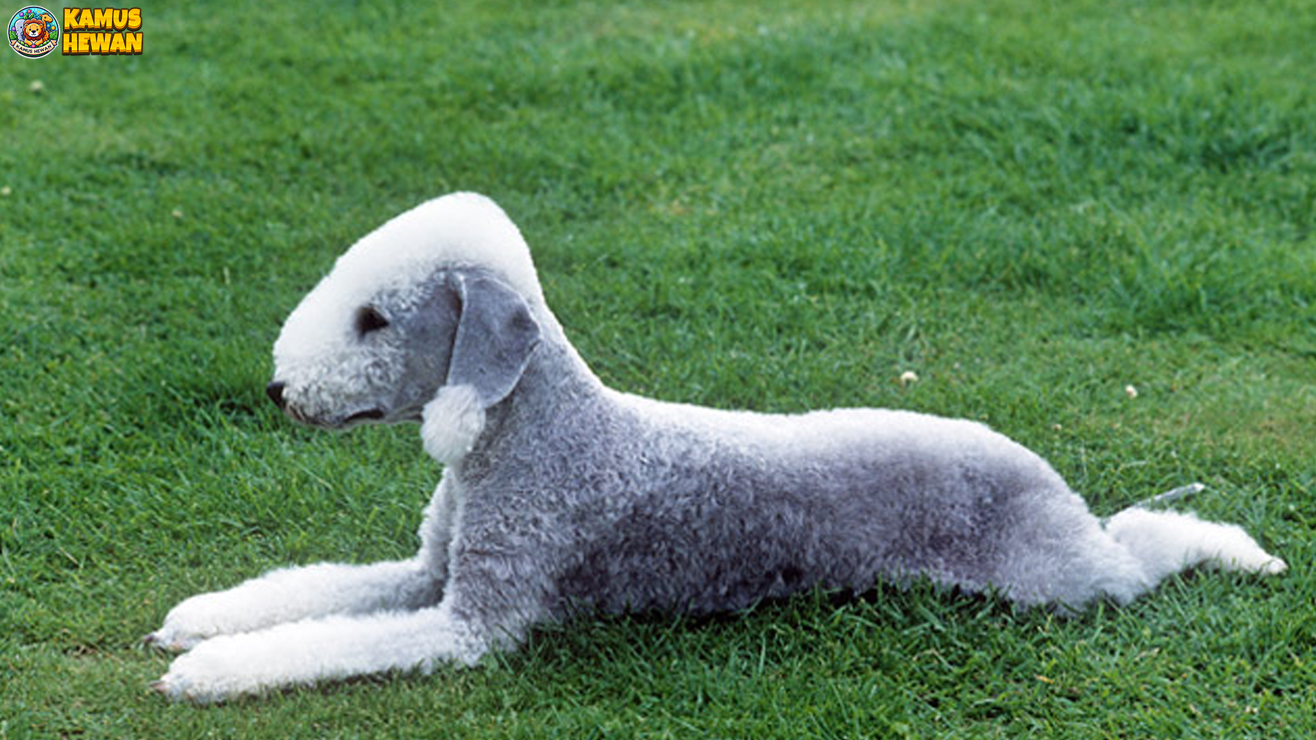 Bedlington Terrier: Si Anjing Berwajah Unik dan Karakter Kuat