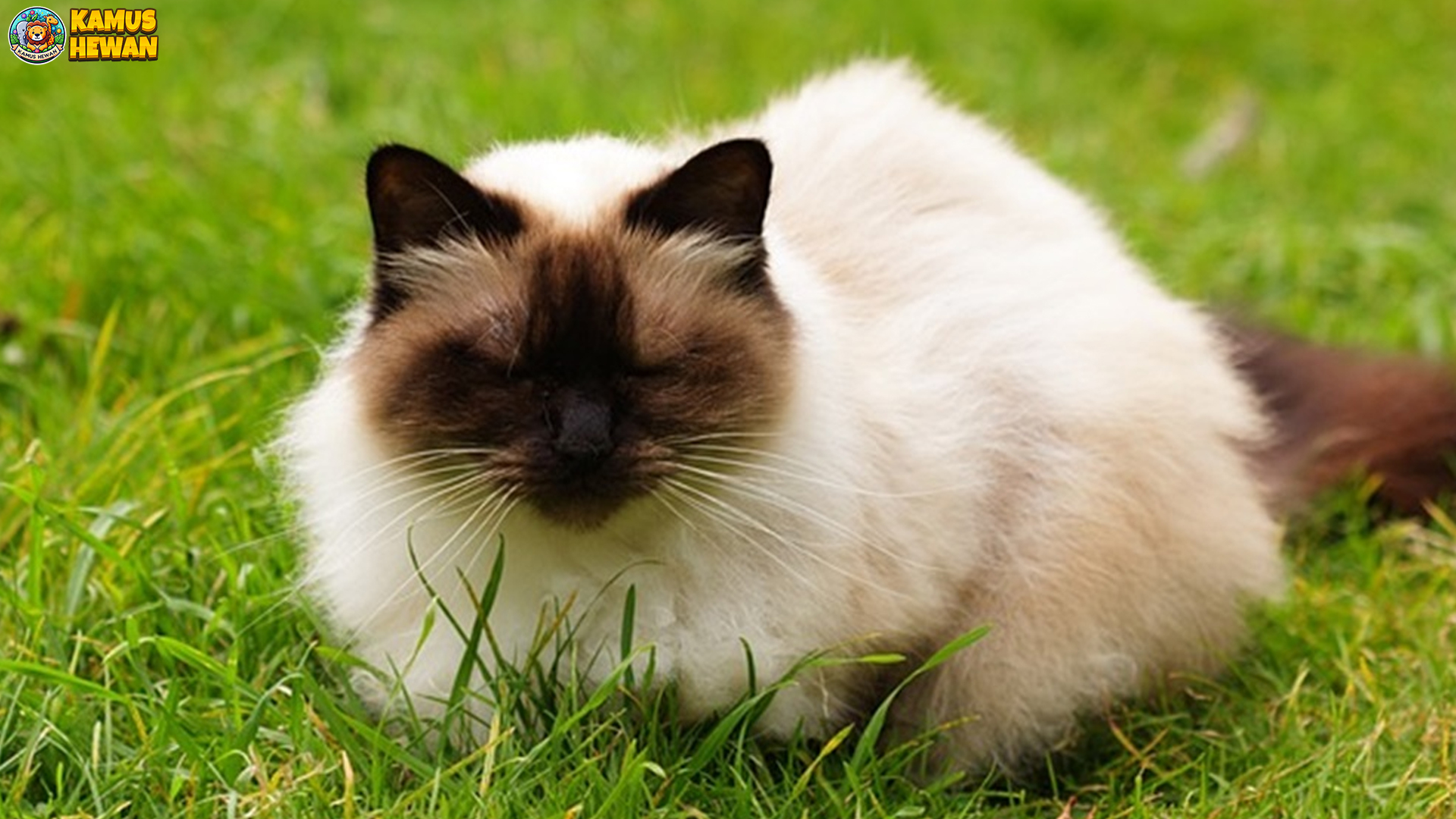 Mengenal Kucing Himalaya, Si Cantik dengan Aura Eksotis