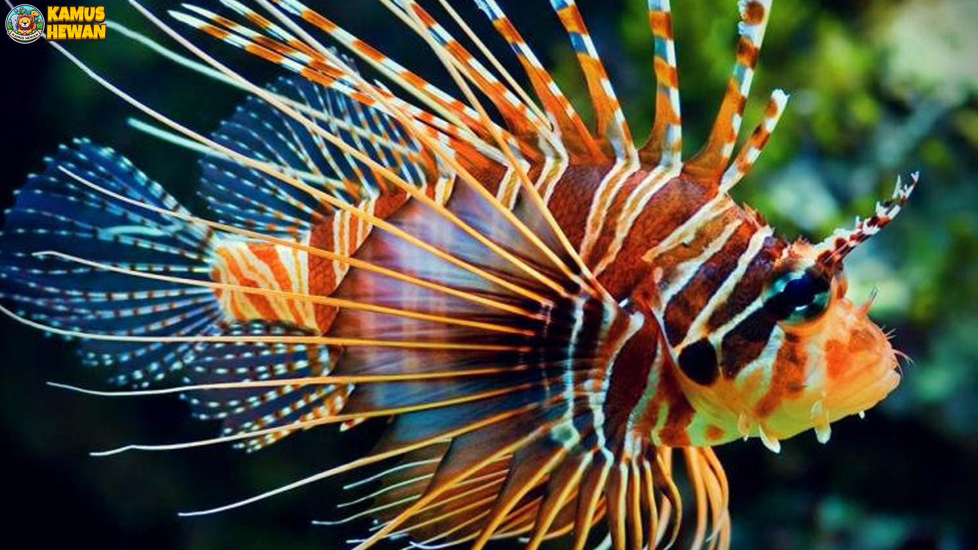 Ikan Lepu, Si Raja Kamuflase dengan Racun Super Cepat