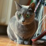 Elegan, Eksklusif, dan Bikin Gemas: Itulah Kucing Russian Blue