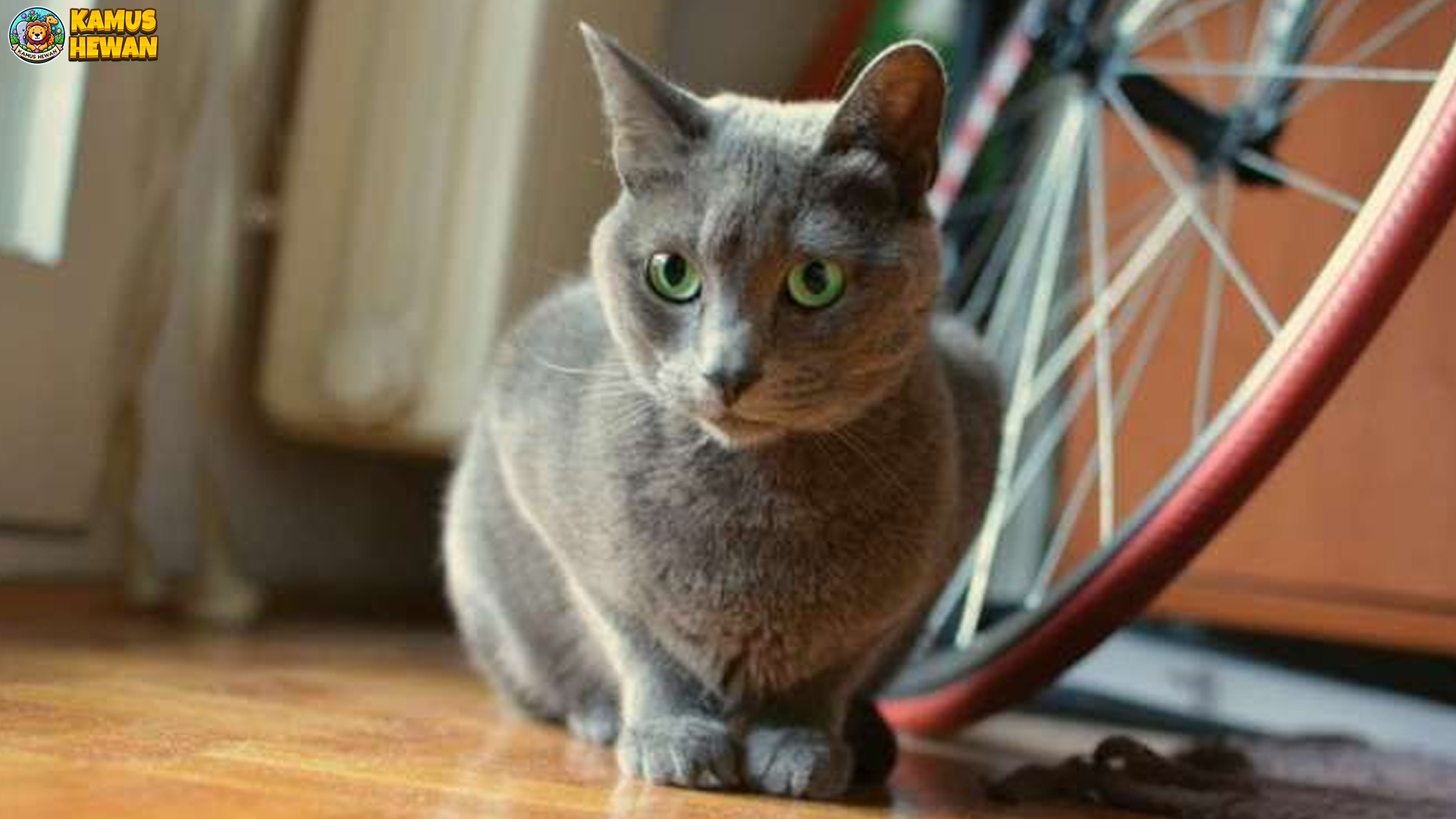 Elegan, Eksklusif, dan Bikin Gemas: Itulah Kucing Russian Blue