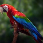 Bukan Sembarang Burung: Inilah Keistimewaan Bayan Sejati