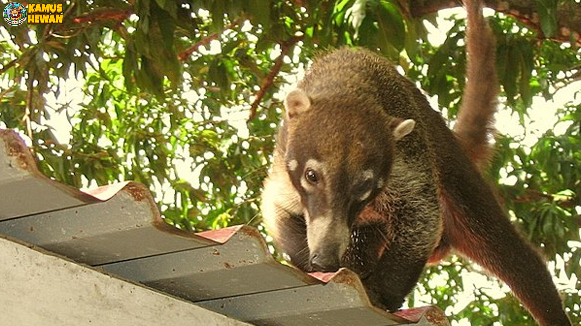 Dari Kebiasaan Hingga Habitat, Fakta Menarik Tentang Nasua