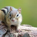 Keunikan Bajing Belang: Si Kecil yang Cepat dan Gesit