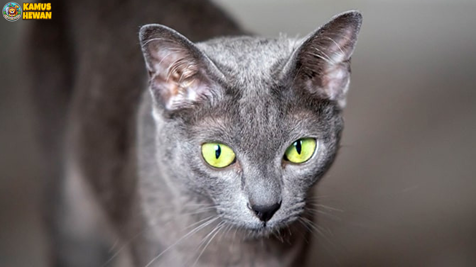Korat, Kucing Misterius dengan Mata Hijau yang Memikat