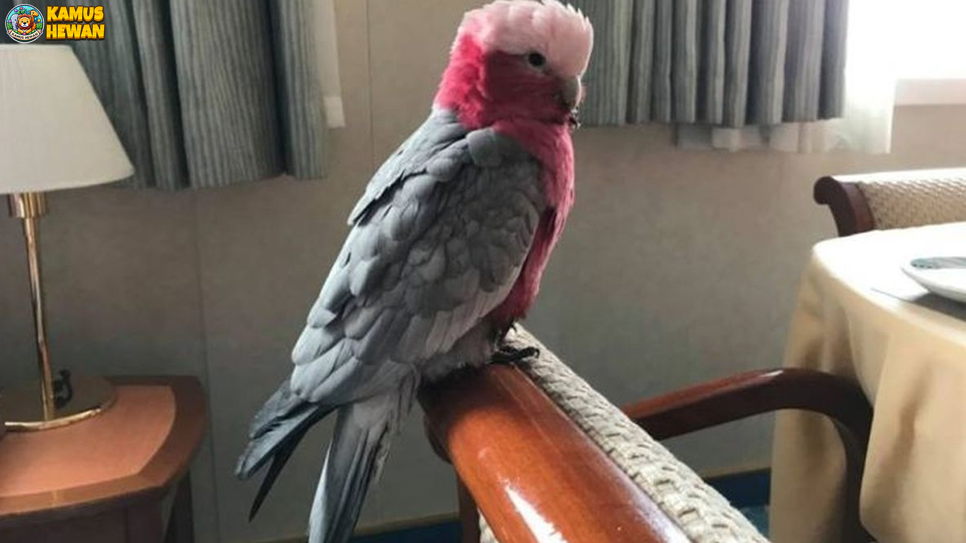 Mengenal Kakatua Galah, Burung Pintar yang Bikin Gemas