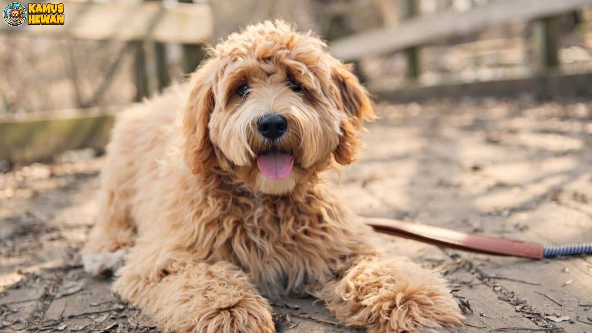 Labradoodle: Si Anjing Pintar dan Ramah yang Bikin Hati Meleleh