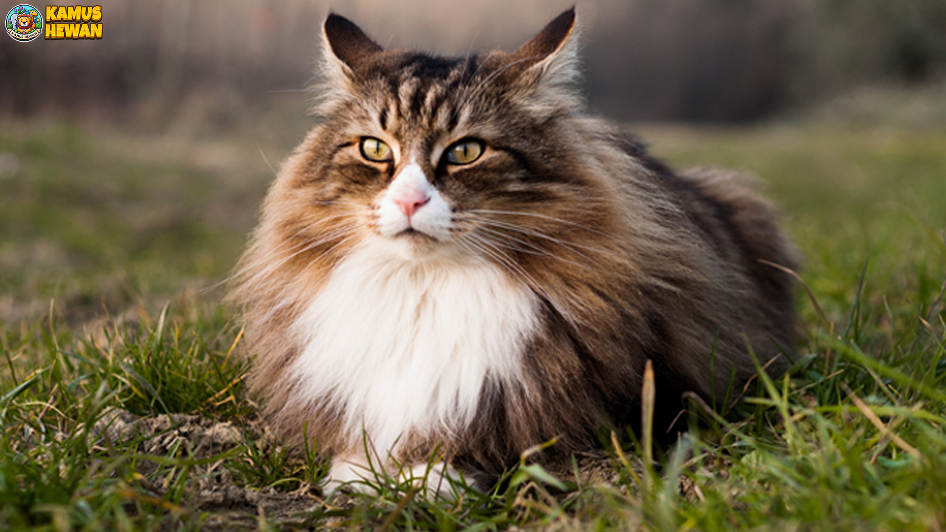 Pesona Kucing Hutan Norwegia yang Memikat Hati Pecinta Kucing
