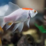 Ikan Komet: Si Pesona Ekor Indah yang Bikin Terpana Hati