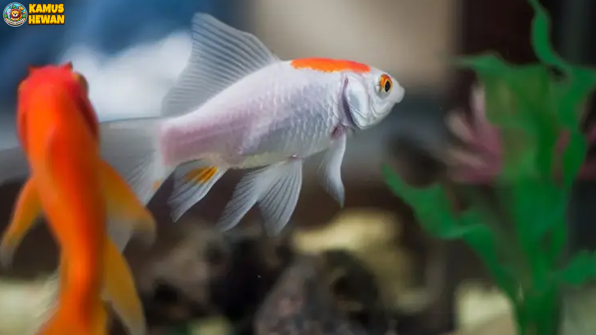 Ikan Komet: Si Pesona Ekor Indah yang Bikin Terpana Hati